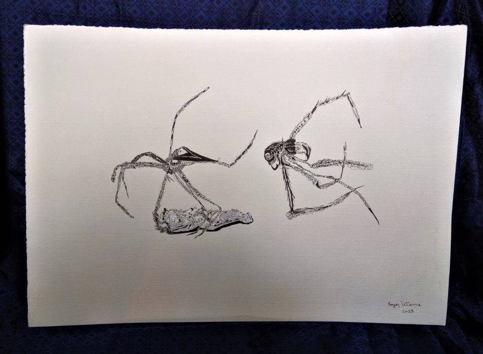 Desenho Tinta China Insecto Roger Uttama 3