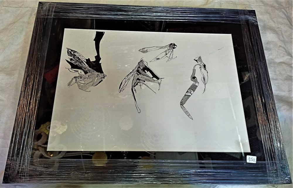 Desenho Tinta China Insecto Roger Uttama 4