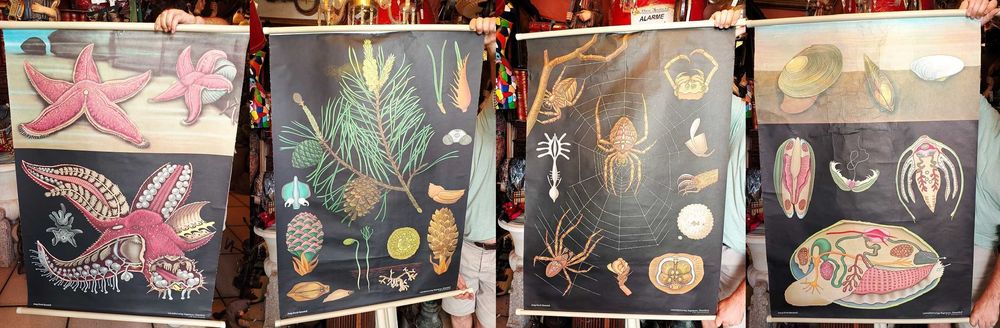 Gráficos Didáticos Escolares Zoologia Vintage