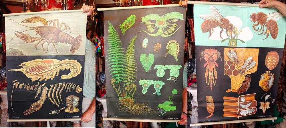 Gráficos Didáticos Escolares Zoologia Vintage 2